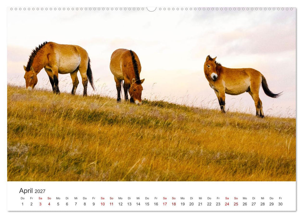 Mongolei - Endlose Steppe und wilde Natur. (CALVENDO Wandkalender 2027)