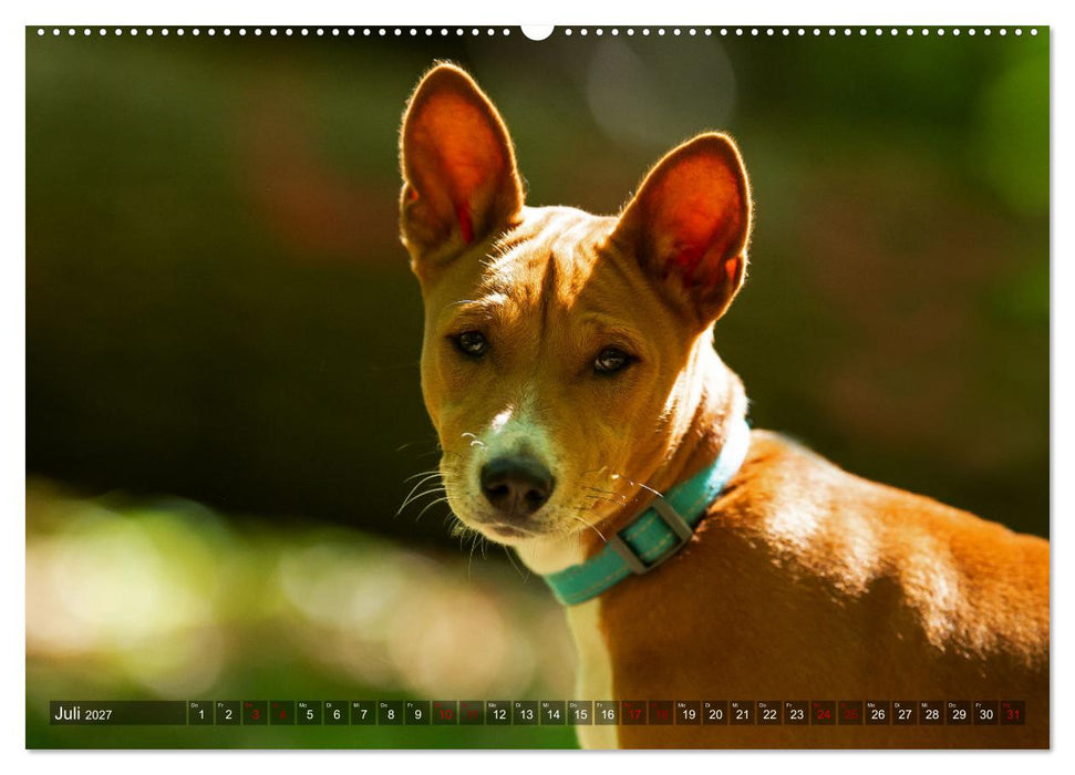 Coole Basenjis (CALVENDO Premium Wandkalender 2027)