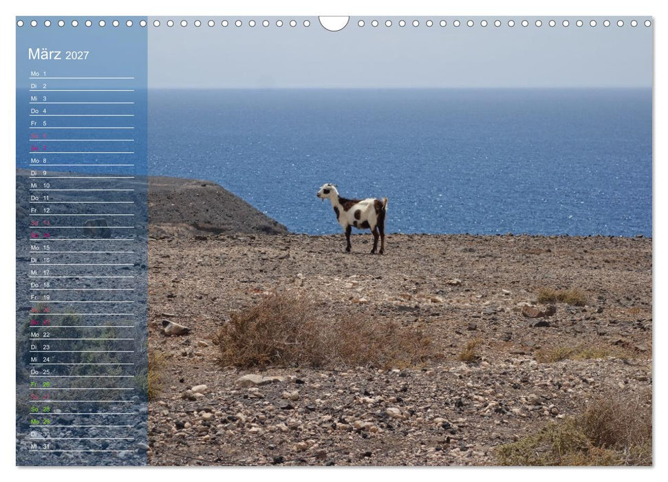 Fuerteventura in Ruhe (CALVENDO Wandkalender 2027)