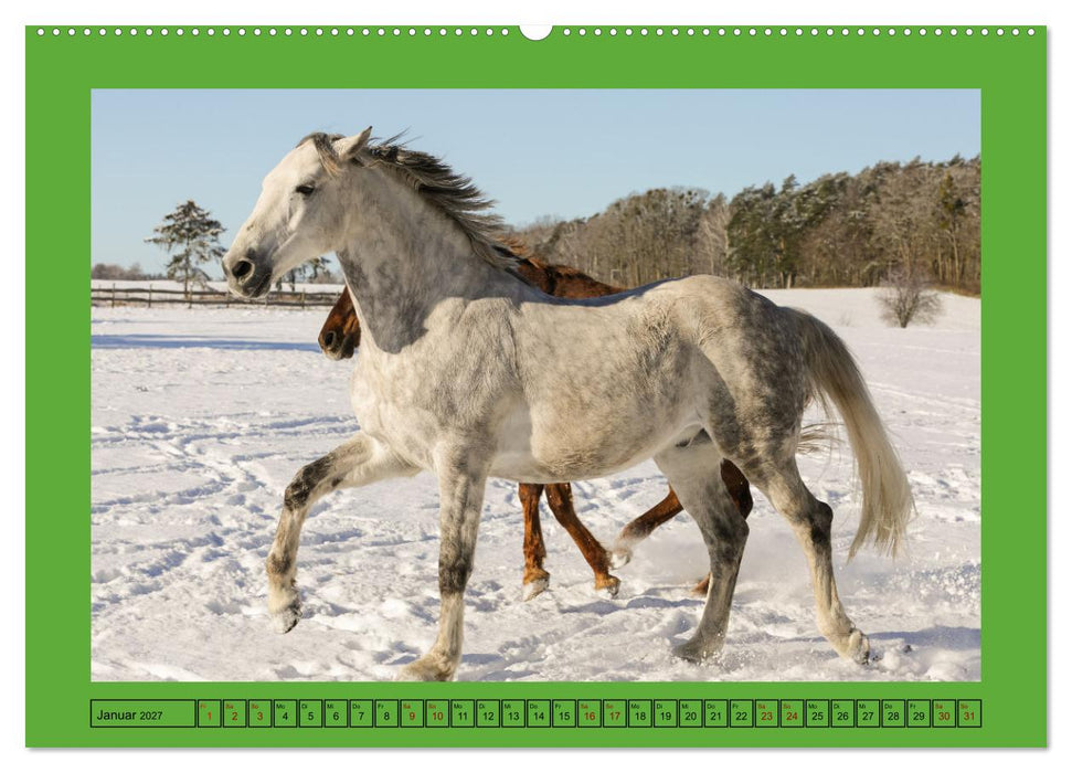 Pferde, das größte Glück auf dieser Erde (CALVENDO Wandkalender 2027)