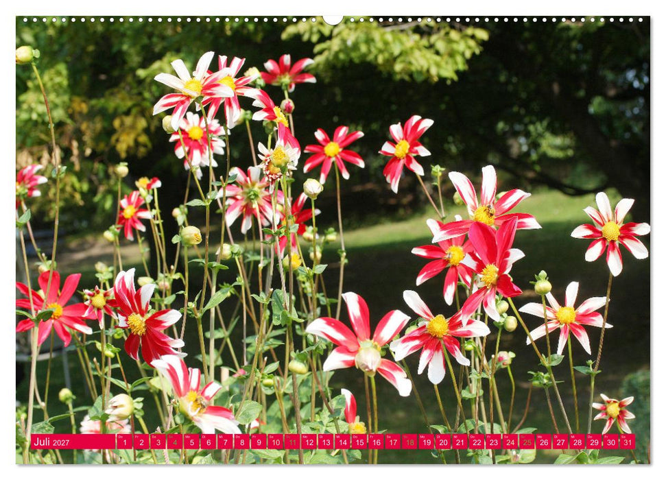 Traumhafte Dahlien (CALVENDO Premium Wandkalender 2027)
