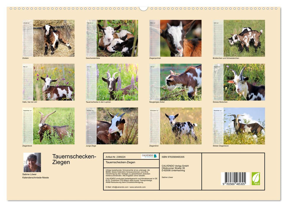 Tauernschecken-Ziegen (CALVENDO Premium Wandkalender 2027)