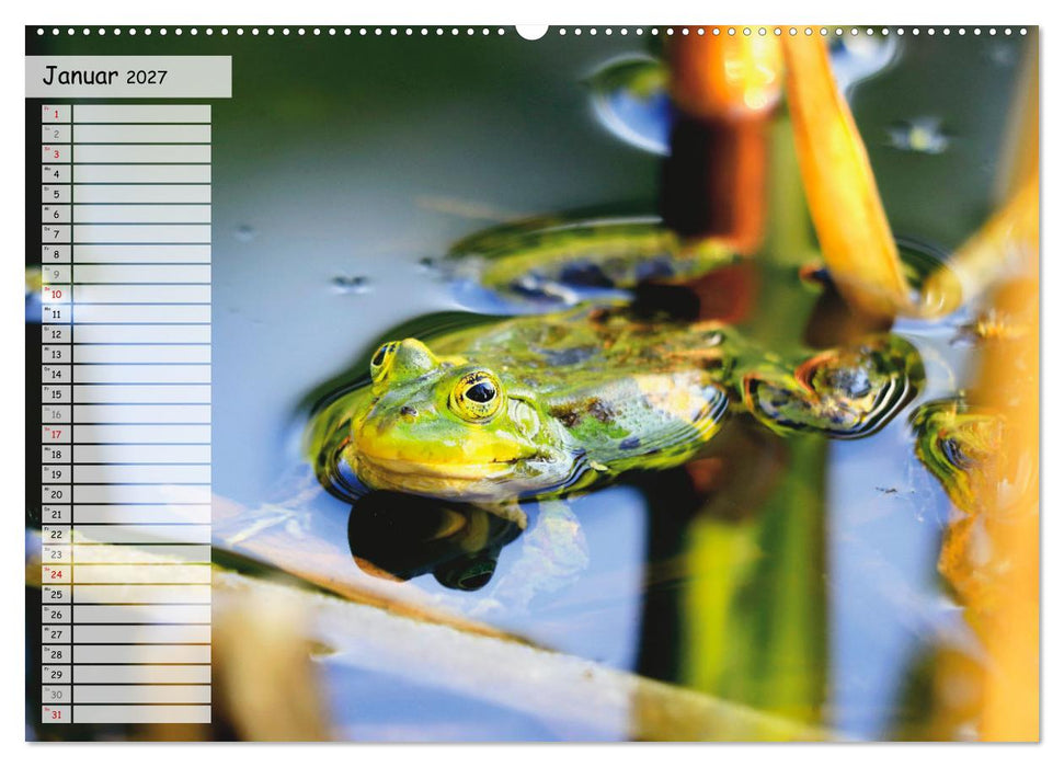 Teichfrösche (CALVENDO Premium Wandkalender 2027)