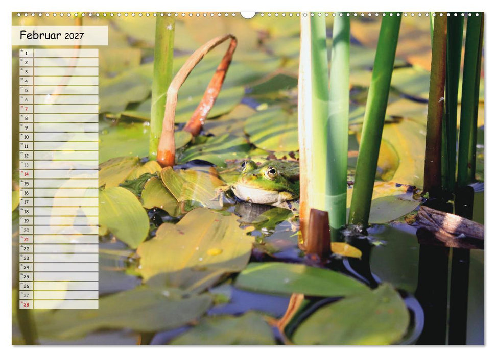 Teichfrösche (CALVENDO Premium Wandkalender 2027)