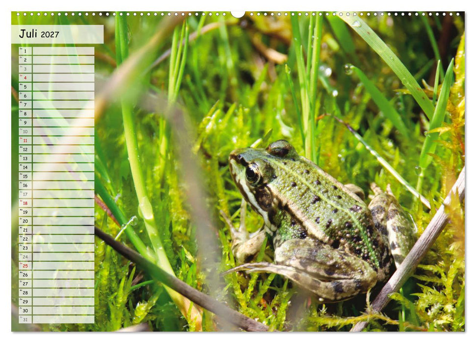 Teichfrösche (CALVENDO Premium Wandkalender 2027)