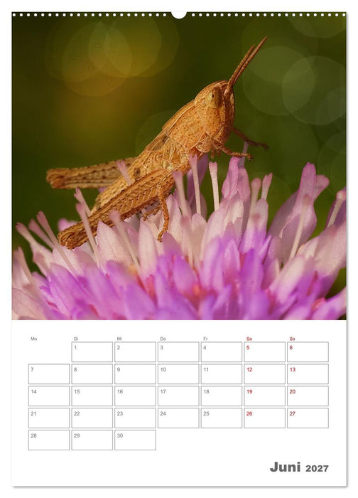 Helden in der Natur (CALVENDO Wandkalender 2027)