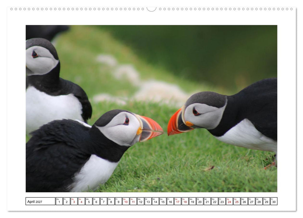 Papageientaucher 2027 - Magische Vögel des Nordmeers (CALVENDO Premium Wandkalender 2027)