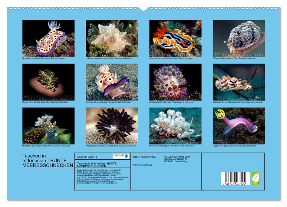 Tauchen in Indonesien - BUNTE MEERESSCHNECKEN (CALVENDO Wandkalender 2027)