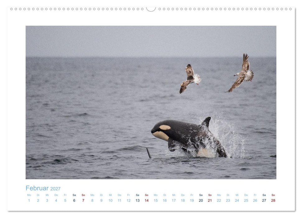 Die Wale von Andenes (CALVENDO Wandkalender 2027)