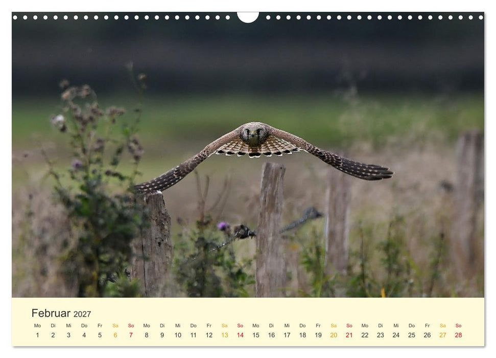 Im Revier der Falken (CALVENDO Wandkalender 2027)