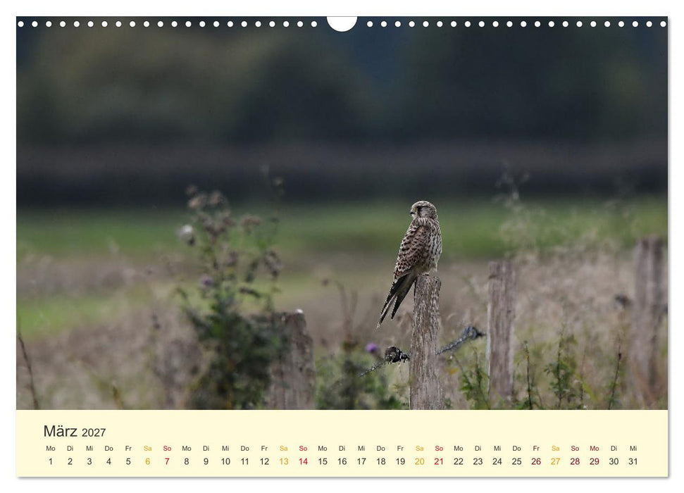 Im Revier der Falken (CALVENDO Wandkalender 2027)