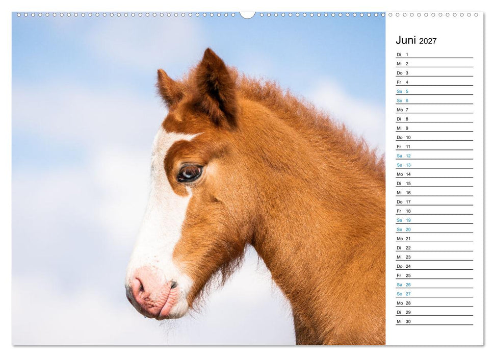 Islandpferde Kalender - Pferde von der Insel aus Feuer und Eis (CALVENDO Premium Wandkalender 2027)