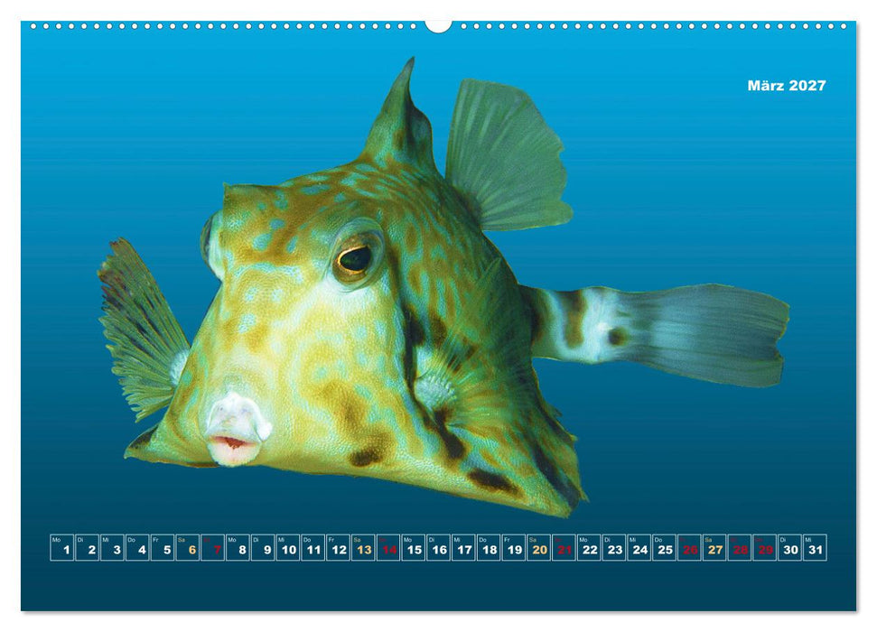 Unterwasser-Galerie (CALVENDO Wandkalender 2027)