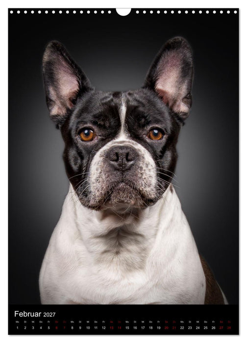Bullyzauber - Französische Bulldoggen (CALVENDO Wandkalender 2027)
