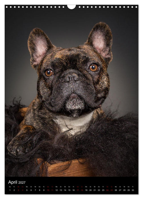 Bullyzauber - Französische Bulldoggen (CALVENDO Wandkalender 2027)