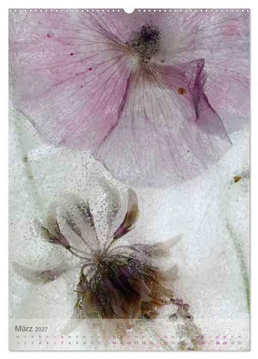 Blumen in Eis (CALVENDO Wandkalender 2027)