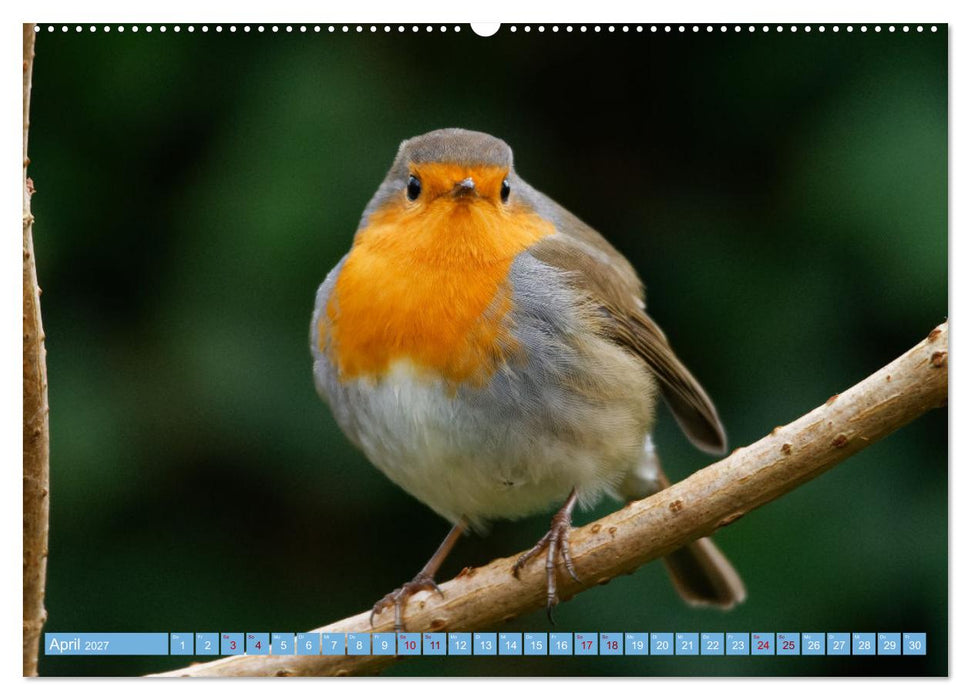 Rotkehlchen - Fotografiert von Ostfriesenfotografie (CALVENDO Premium Wandkalender 2027)