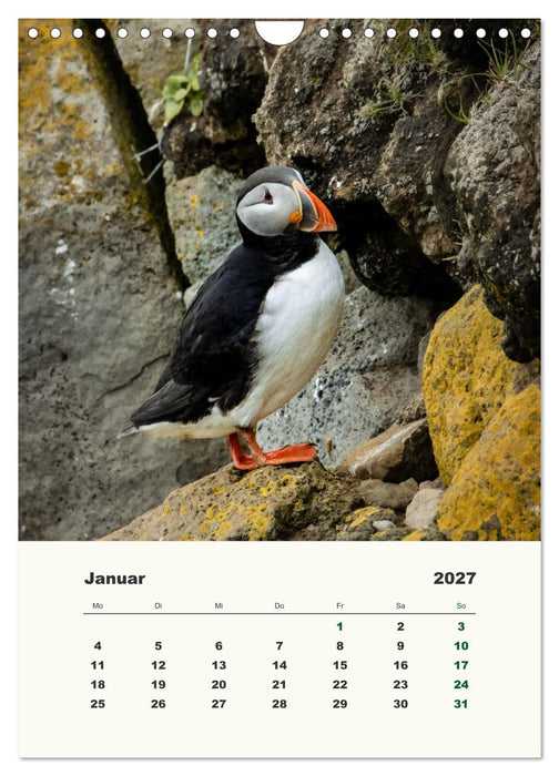 Papageientaucher in Island (CALVENDO Wandkalender 2027)