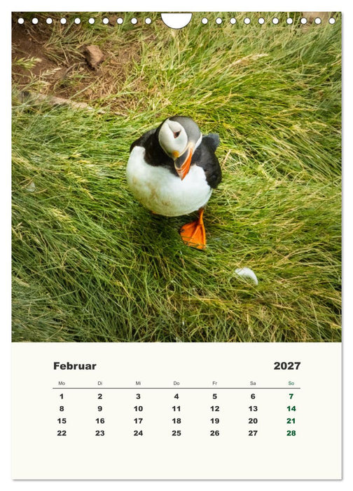 Papageientaucher in Island (CALVENDO Wandkalender 2027)