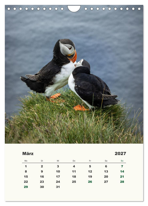 Papageientaucher in Island (CALVENDO Wandkalender 2027)
