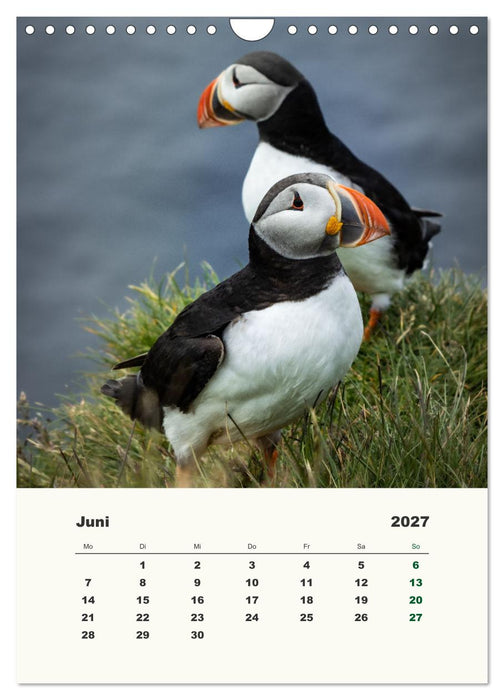 Papageientaucher in Island (CALVENDO Wandkalender 2027)