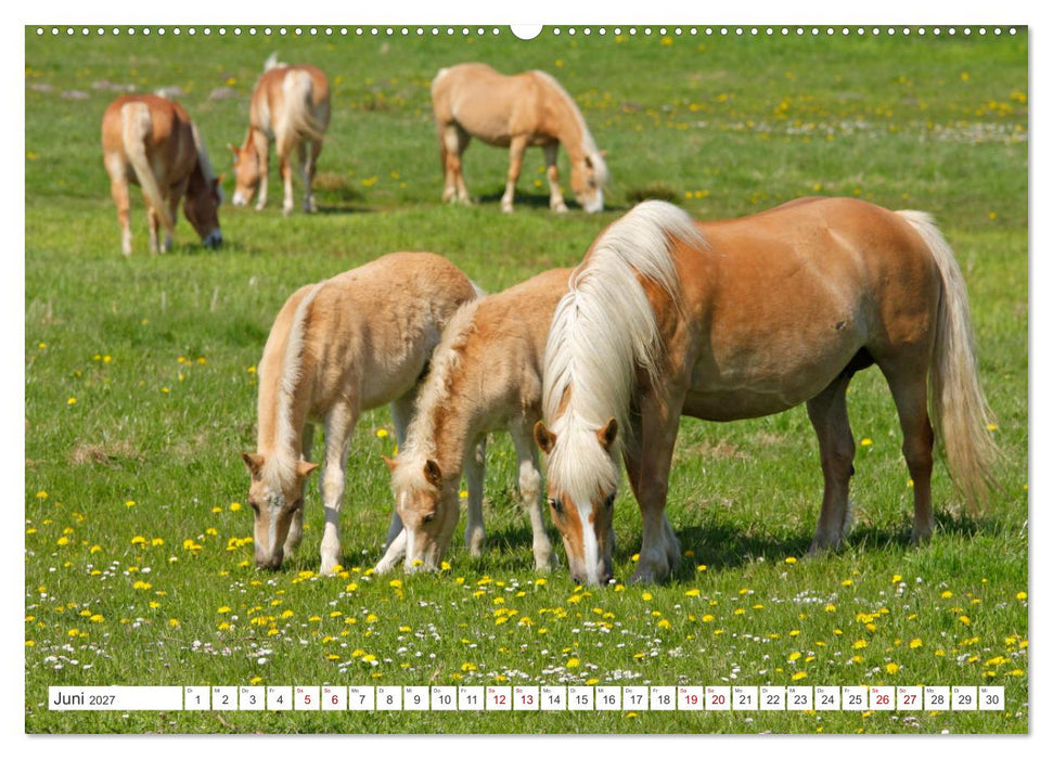 Ostseeinseln Rügen, Hiddensee, Ummanz (CALVENDO Premium Wandkalender 2027)