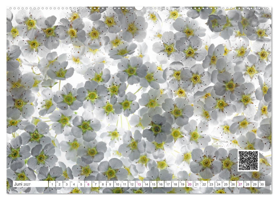 Blumen und dufte Musik (CALVENDO Premium Wandkalender 2027)