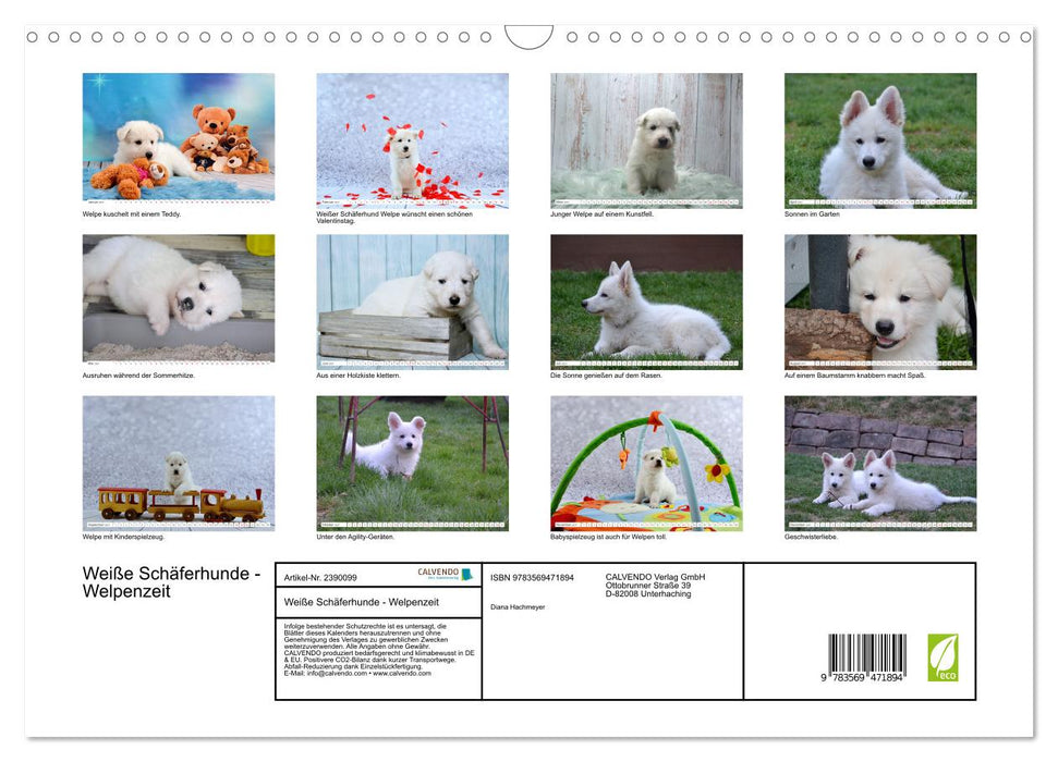 Weiße Schäferhunde - Welpenzeit (CALVENDO Wandkalender 2027)