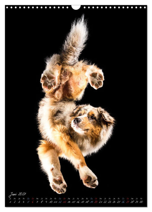 Down Under - Hunde auf der Glasplatte (CALVENDO Wandkalender 2027)