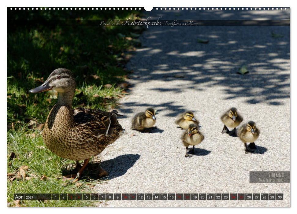 Bewohner des Rebstockparks Frankfurt am Main (CALVENDO Wandkalender 2027)
