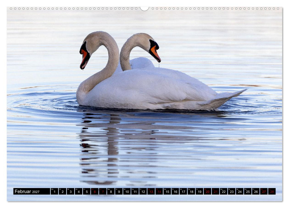 Die Eleganz der Schwäne (CALVENDO Premium Wandkalender 2027)
