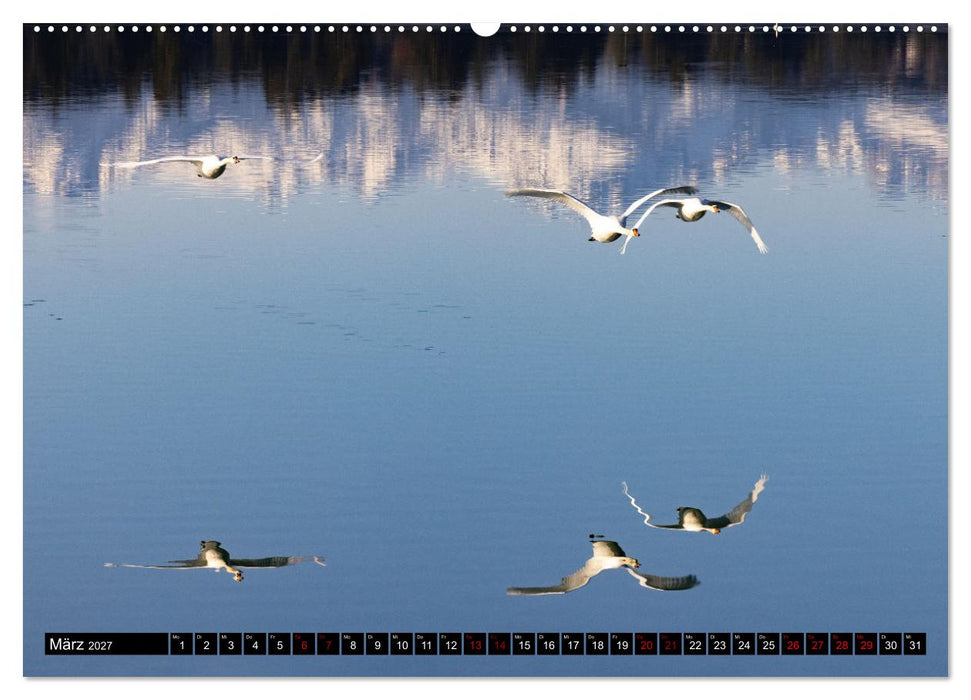 Die Eleganz der Schwäne (CALVENDO Premium Wandkalender 2027)