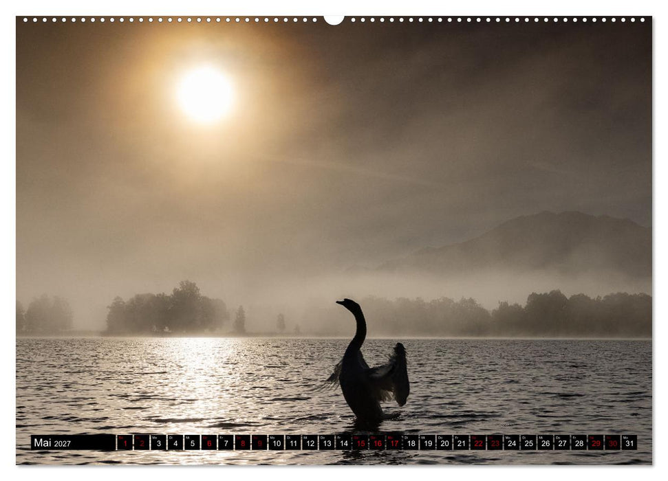 Die Eleganz der Schwäne (CALVENDO Premium Wandkalender 2027)