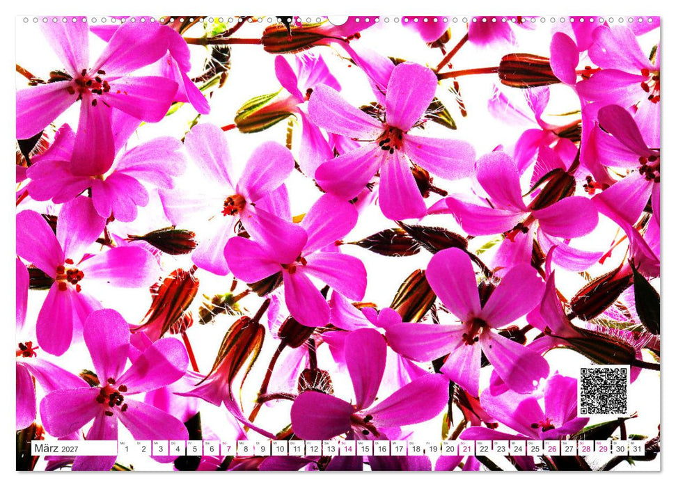 Blumen und dufte Musik (CALVENDO Wandkalender 2027)