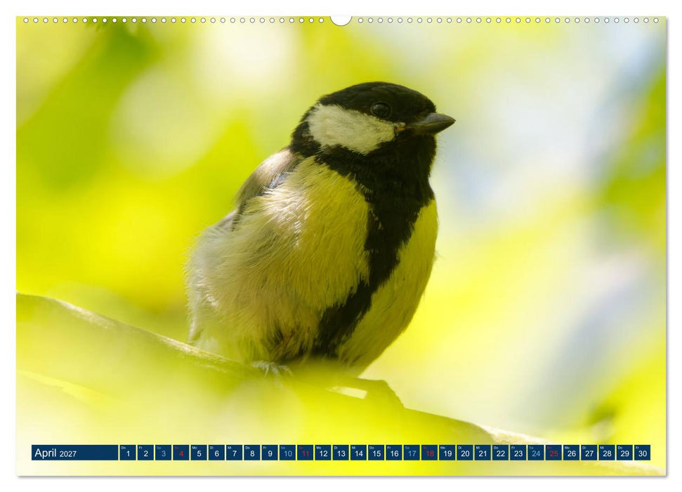 Kohlmeise - Fotografiert von Ostfriesenfotografie (CALVENDO Wandkalender 2027)