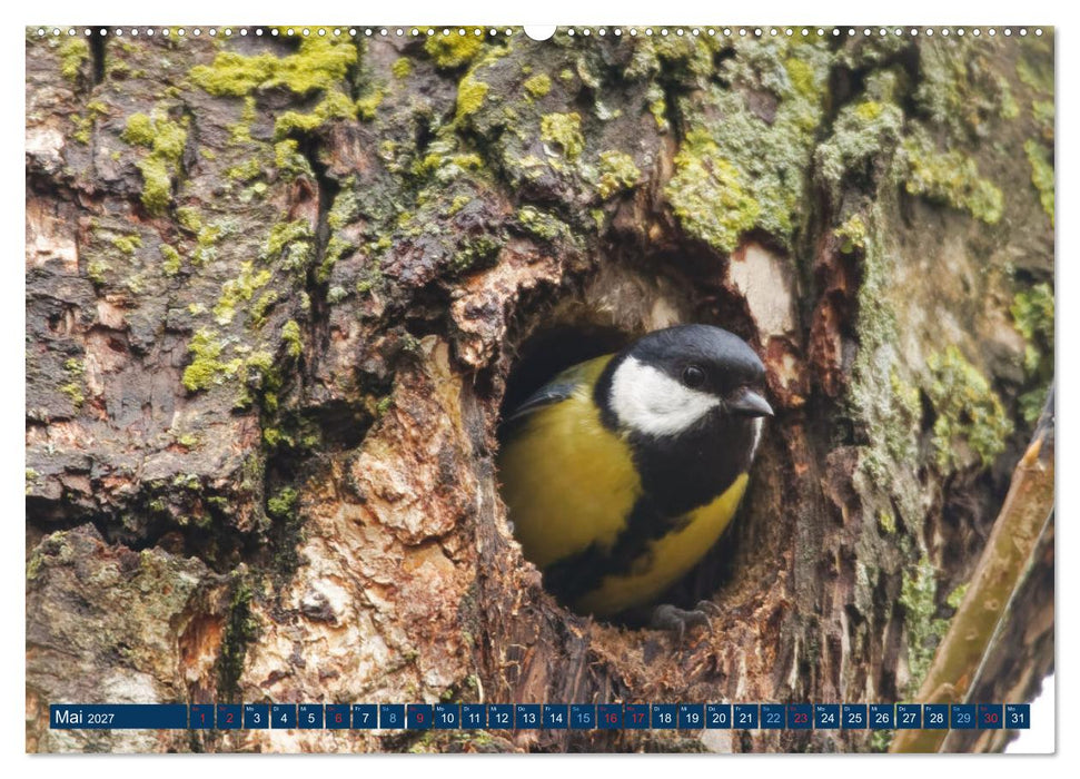 Kohlmeise - Fotografiert von Ostfriesenfotografie (CALVENDO Wandkalender 2027)