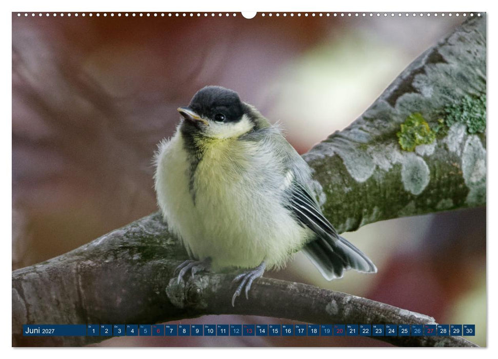 Kohlmeise - Fotografiert von Ostfriesenfotografie (CALVENDO Wandkalender 2027)