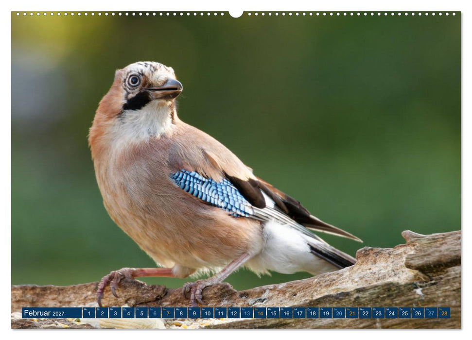 Eichelhäher - Egon der Eichelhäher fotografiert von Ostfriesenfotografie (CALVENDO Premium Wandkalender 2027)