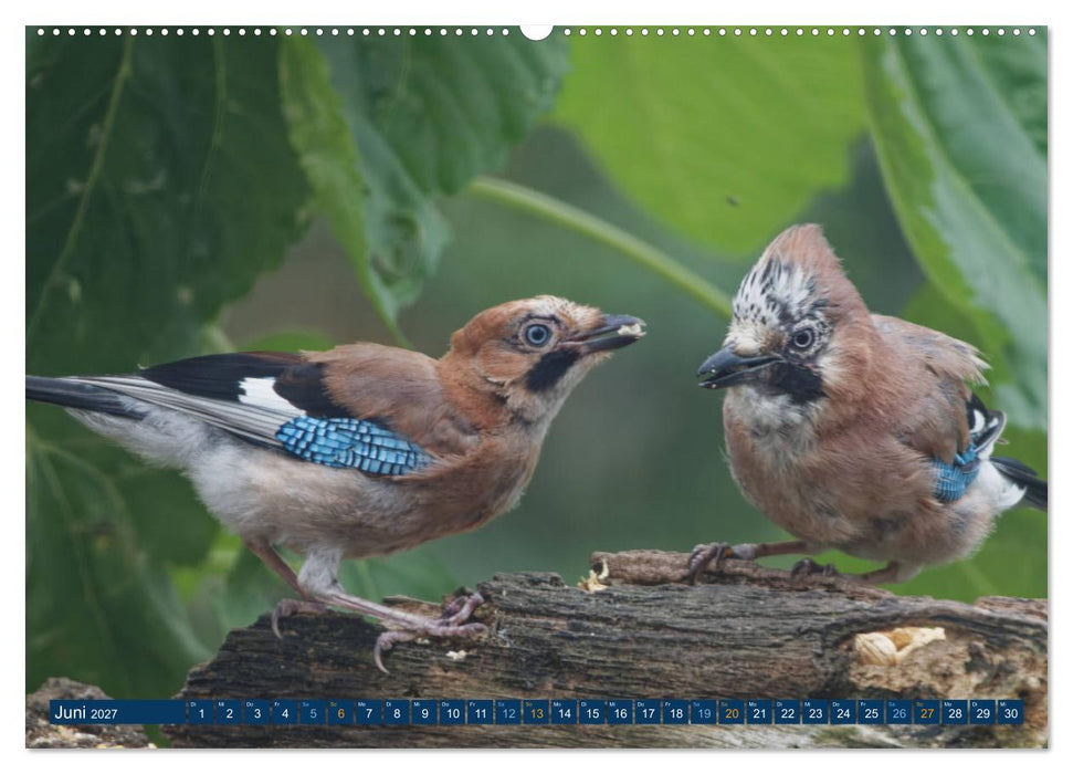 Eichelhäher - Egon der Eichelhäher fotografiert von Ostfriesenfotografie (CALVENDO Premium Wandkalender 2027)