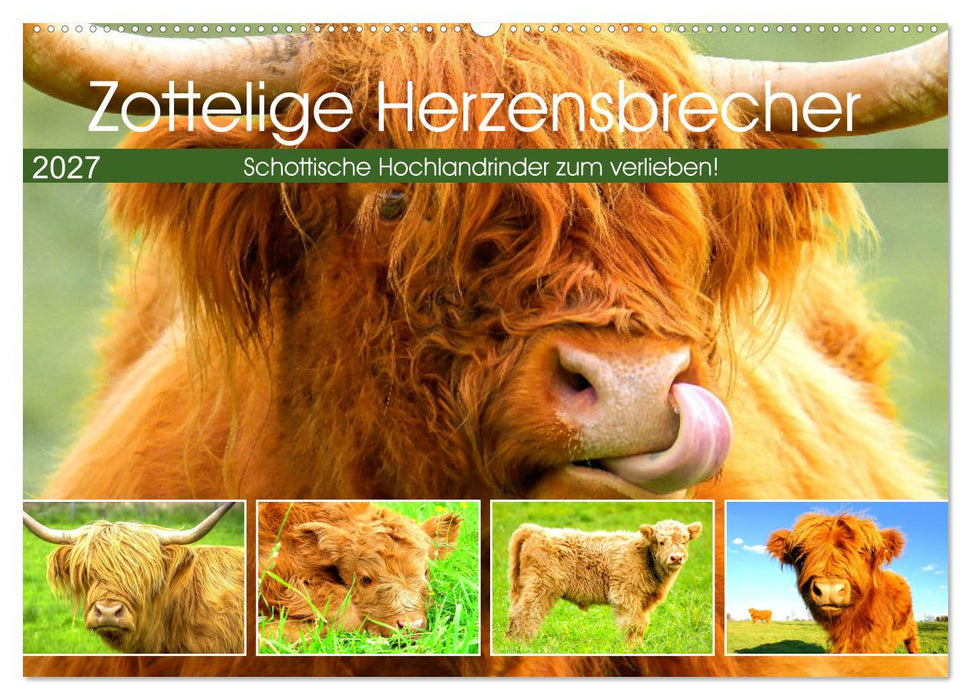 Zottelige Herzensbrecher. Schottische Hochlandrinder zum Verlieben (CALVENDO Wandkalender 2027)