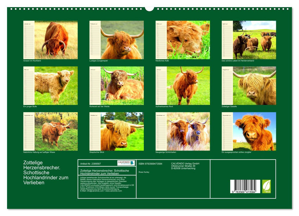 Zottelige Herzensbrecher. Schottische Hochlandrinder zum Verlieben (CALVENDO Wandkalender 2027)