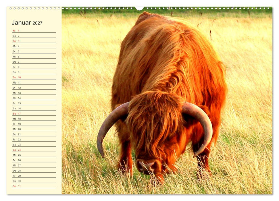 Zottelige Herzensbrecher. Schottische Hochlandrinder zum Verlieben (CALVENDO Wandkalender 2027)