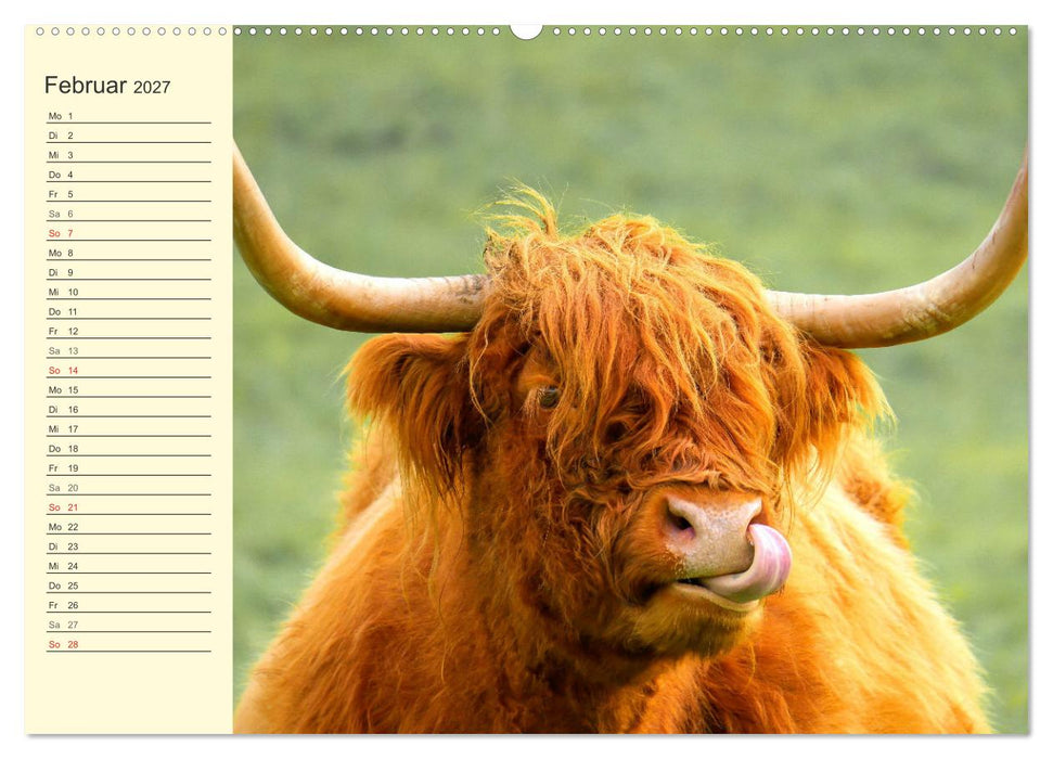Zottelige Herzensbrecher. Schottische Hochlandrinder zum Verlieben (CALVENDO Wandkalender 2027)