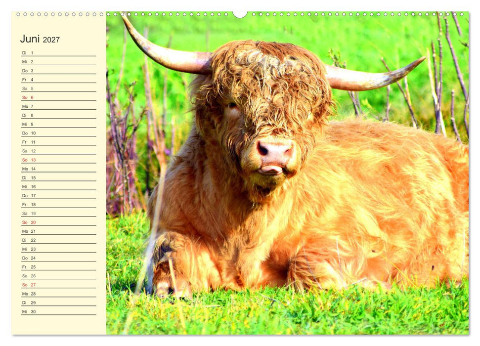 Zottelige Herzensbrecher. Schottische Hochlandrinder zum Verlieben (CALVENDO Wandkalender 2027)