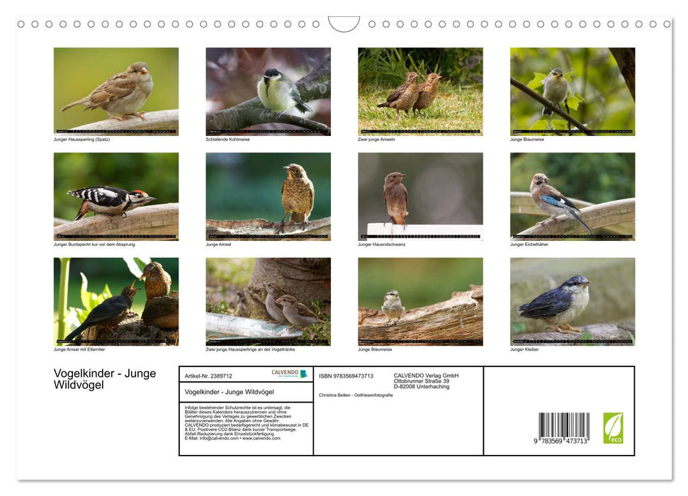 Vogelkinder - Junge Wildvögel (CALVENDO Wandkalender 2027)