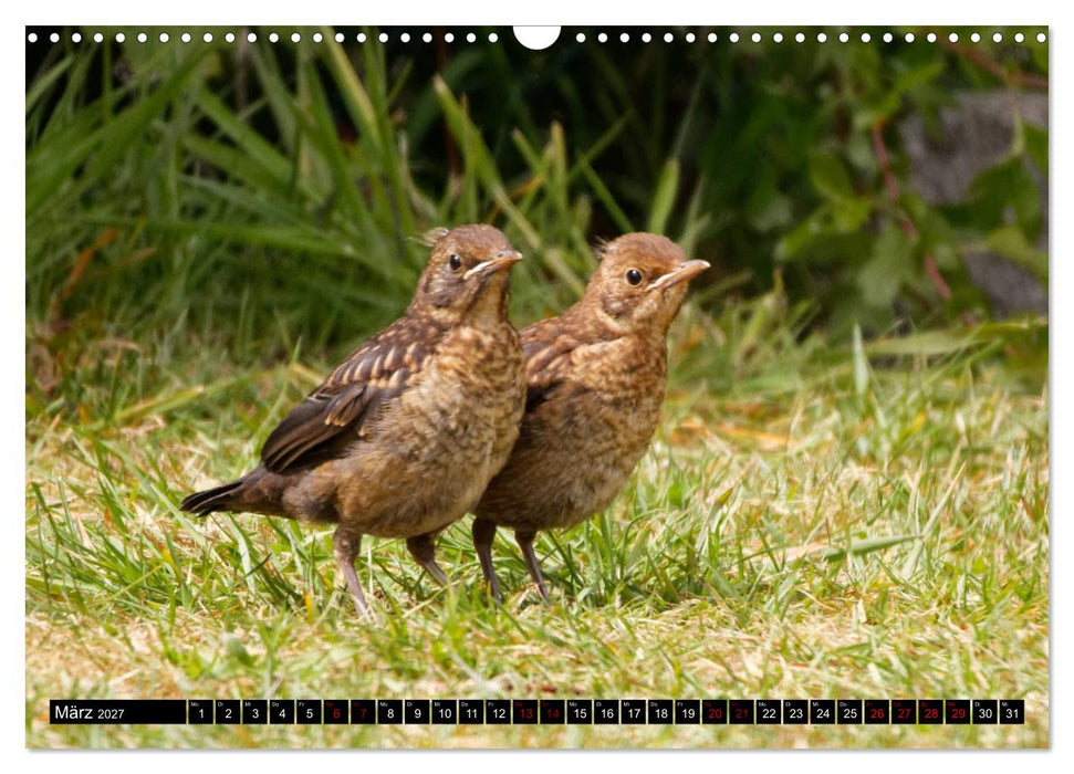 Vogelkinder - Junge Wildvögel (CALVENDO Wandkalender 2027)