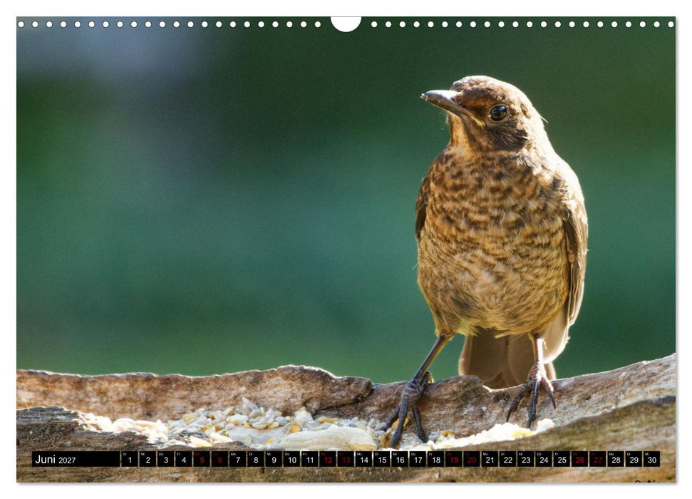 Vogelkinder - Junge Wildvögel (CALVENDO Wandkalender 2027)