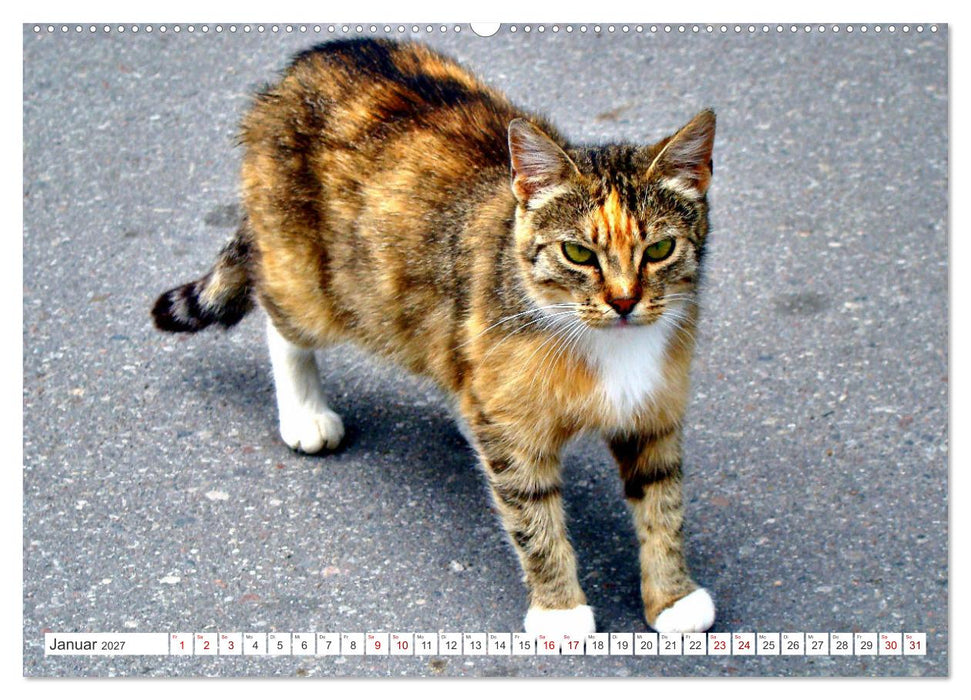 Katzen in Cranz (CALVENDO Premium Wandkalender 2027)