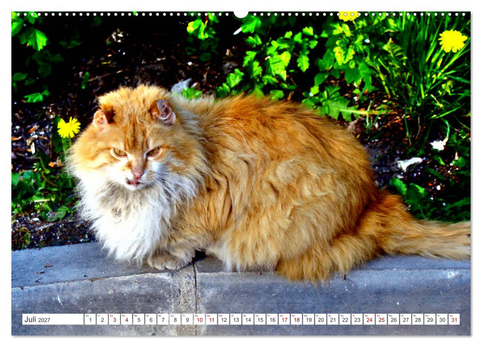 Katzen in Cranz (CALVENDO Premium Wandkalender 2027)