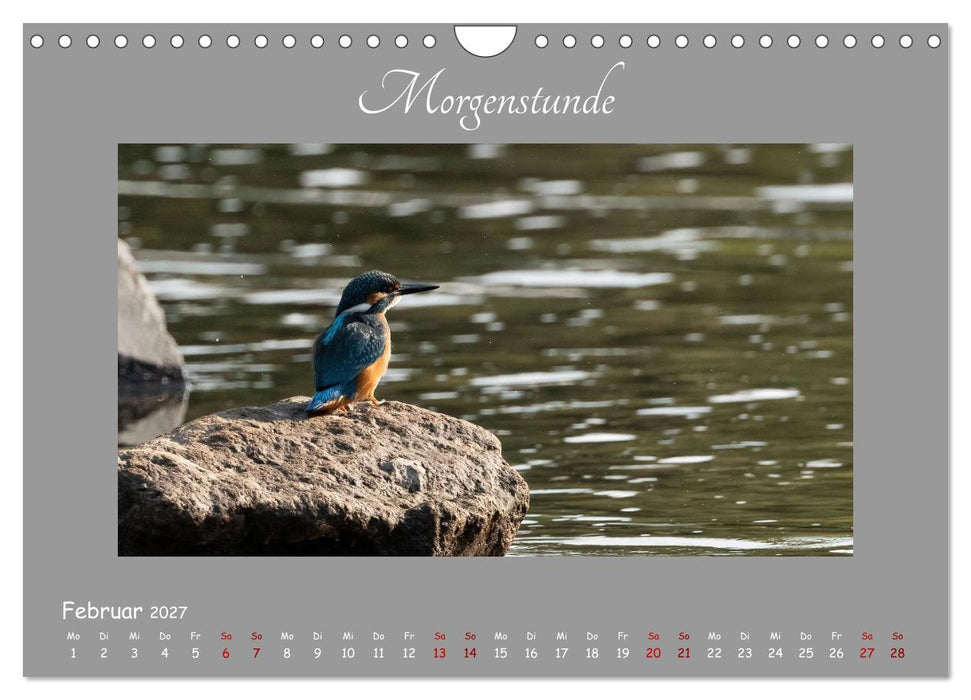 Eisvogel, der schimmernde Saphir (CALVENDO Wandkalender 2027)
